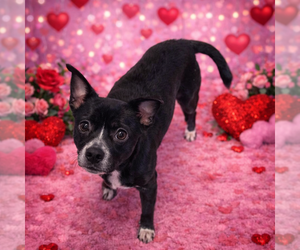 Boston Terrier-Unknown Mix Dogs for adoption in Sistersville, WV, USA