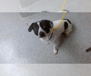 Chihuahua-Unknown Mix Dogs for adoption in Pasadena, TX, USA