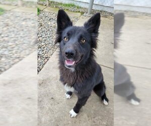 Border Collie-Unknown Mix Dogs for adoption in Sacramento, CA, USA