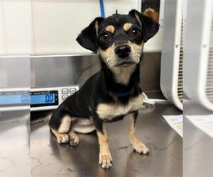 Chihuahua-Unknown Mix Dogs for adoption in Bakersfield, CA, USA