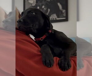 Labrador Retriever-Unknown Mix Dogs for adoption in Brewster, MA, USA
