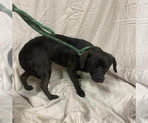 Cheeks Dogs for adoption in Modesto, CA, USA