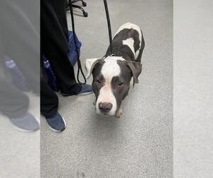 American Pit Bull Terrier-Unknown Mix Dogs for adoption in Palmetto, FL, USA