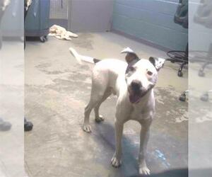 American Staffordshire Terrier-Unknown Mix Dogs for adoption in Tallahassee, FL, USA