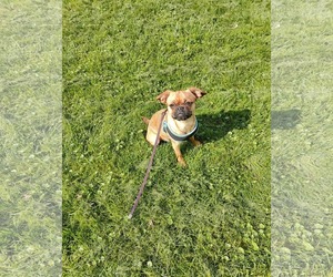 Brussels Griffon Dogs for adoption in St. Louis Park, MN, USA
