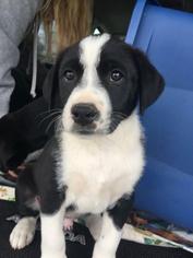 Borador Dogs for adoption in Hanover, PA, USA