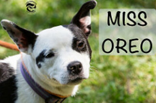 Boston Terrier Dogs for adoption in Clarkston, MI, USA