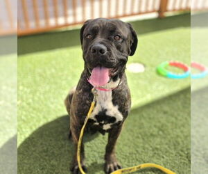 Mutt Dogs for adoption in Las Vegas, NV, USA