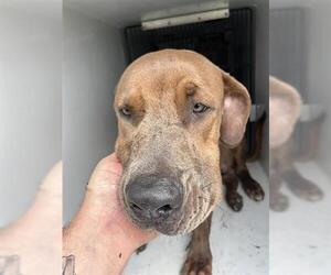 Labrador Retriever-Unknown Mix Dogs for adoption in Houston, TX, USA