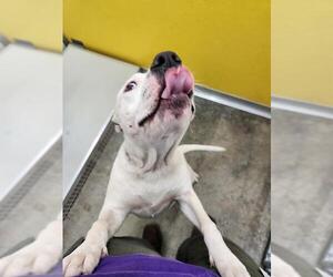 American Pit Bull Terrier Dogs for adoption in Temple, TX, USA