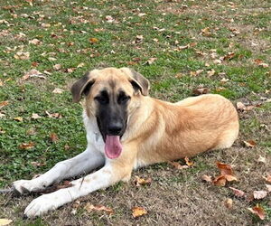 Anatolian Pyrenees Dogs for adoption in Winter Park, CO, USA