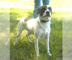 Mutt Dogs for adoption in Wetumpka, AL, USA