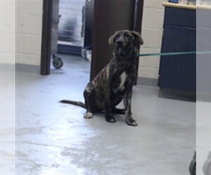 Labrador Retriever-Plott Hound Mix Dogs for adoption in Fayetteville, NC, USA