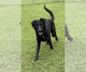 Labrador Retriever-Unknown Mix Dogs for adoption in Virginia Beach, VA, USA