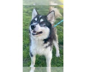 Alaskan Malamute Dogs for adoption in Modesto, CA, USA