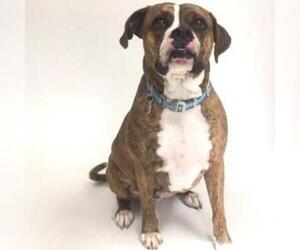 Boxer Dogs for adoption in Show Low, AZ, USA
