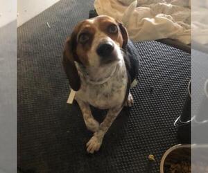 Beagle Dogs for adoption in Stanhope, NJ, USA