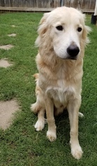 Golden Retriever Dogs for adoption in Euless, TX, USA