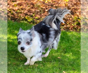 Chihuahua Dogs for adoption in Lexington, SC, USA