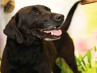 Labrador Retriever Dogs for adoption in Waynesville, NC, USA