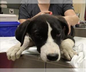 Labrador Retriever-Unknown Mix Dogs for adoption in Riverside, CA, USA