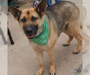 Mutt Dogs for adoption in Washington, DC, USA