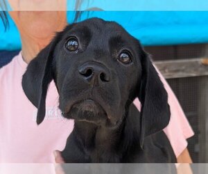 Lab-Pointer Dogs for adoption in Anniston, AL, USA