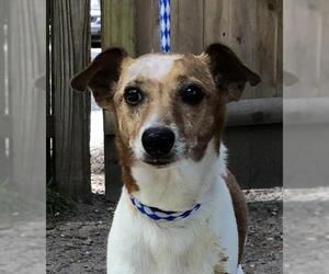 Jack Russell Terrier Dogs for adoption in Calverton, NY, USA