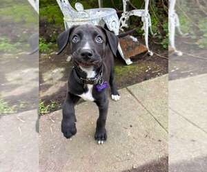 American Pit Bull Terrier-Great Dane Mix Dogs for adoption in Berkeley, CA, USA