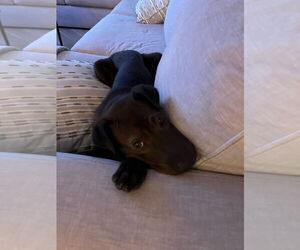 Chinese Shar-Pei-Unknown Mix Dogs for adoption in Woodland Hills, CA, USA