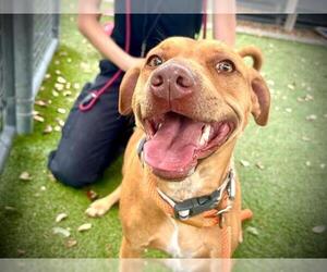 American Pit Bull Terrier Dogs for adoption in Orlando, FL, USA