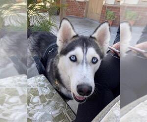 Siberian Husky Dogs for adoption in La Mesa, CA, USA