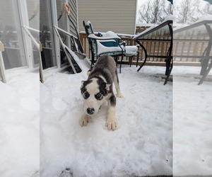 Siberian Husky Dogs for adoption in Holly Springs, NC, USA