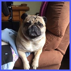 Pug Dogs for adoption in Alexandria, MN, USA