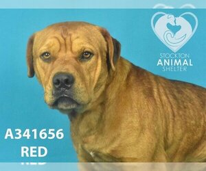 Mastiff-Unknown Mix Dogs for adoption in Stockton, CA, USA