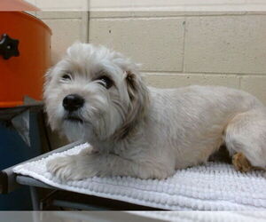 Lhasa Apso-Unknown Mix Dogs for adoption in Downey, CA, USA