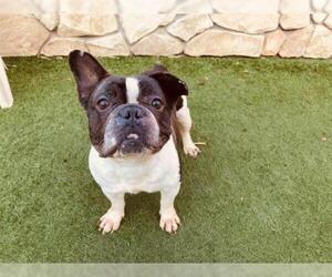 French Bulldog Dogs for adoption in Sacramento, CA, USA