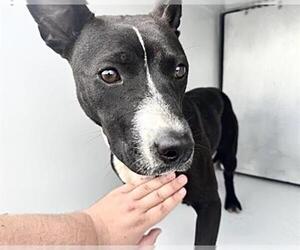 American Pit Bull Terrier Dogs for adoption in Houston, TX, USA
