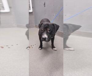 American Pit Bull Terrier-Unknown Mix Dogs for adoption in Las Vegas, NV, USA