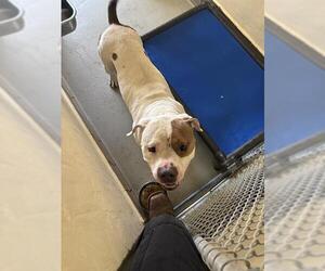 American Pit Bull Terrier-Unknown Mix Dogs for adoption in Sanford, FL, USA