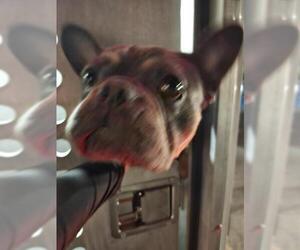 French Bulldog-Unknown Mix Dogs for adoption in San Antonio, TX, USA