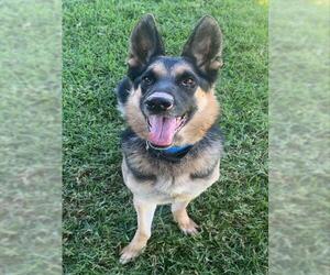 German Shepherd Dog-Unknown Mix Dogs for adoption in Riverside, CA, USA