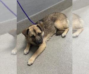 German Shepherd Dog-Unknown Mix Dogs for adoption in Las Vegas, NV, USA