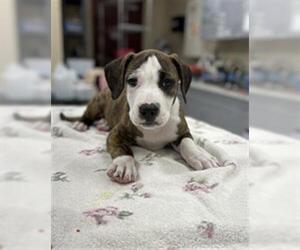 American Pit Bull Terrier-Staffordshire Bull Terrier Mix Dogs for adoption in Center Township, PA, USA