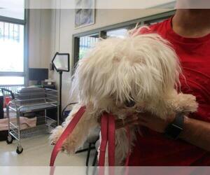 Maltese Dogs for adoption in Waterford, VA, USA