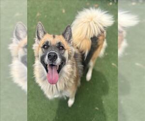 German Shepherd Dog-Unknown Mix Dogs for adoption in Texas City, TX, USA