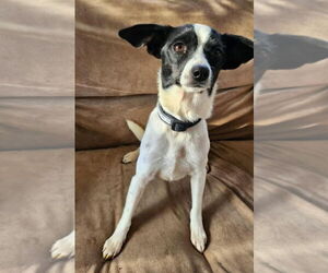 Jack Russell Terrier-Unknown Mix Dogs for adoption in Buffalo, MN, USA