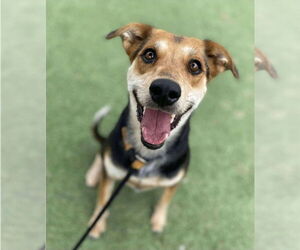 Mutt Dogs for adoption in Lakewood, CO, USA