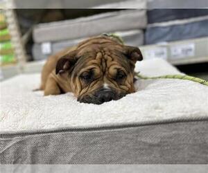 Bulldog-Unknown Mix Dogs for adoption in Forestville, MD, USA