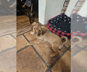 Dachshund-Spaniel Mix Dogs for adoption in Apple Valley, CA, USA